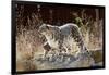 Female Snow leopard with her three month cub, France-Eric Baccega-Framed Photographic Print