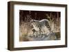 Female Snow leopard with her three month cub, France-Eric Baccega-Framed Photographic Print