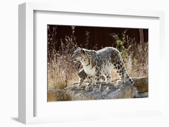 Female Snow leopard with her three month cub, France-Eric Baccega-Framed Photographic Print