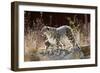 Female Snow leopard with her three month cub, France-Eric Baccega-Framed Photographic Print