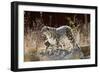 Female Snow leopard with her three month cub, France-Eric Baccega-Framed Photographic Print