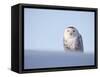 Female Snowy Owl Against Sky, Scotland, UK-Niall Benvie-Framed Stretched Canvas