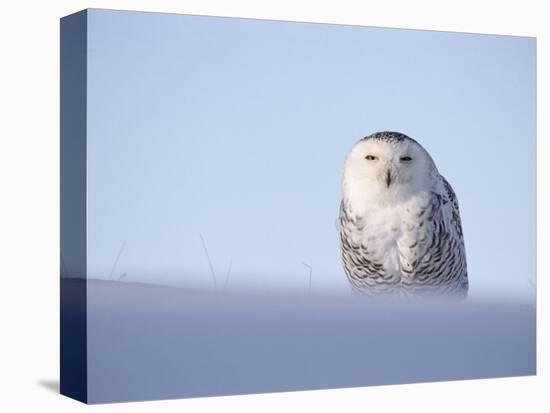 Female Snowy Owl Against Sky, Scotland, UK-Niall Benvie-Stretched Canvas