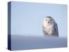 Female Snowy Owl Against Sky, Scotland, UK-Niall Benvie-Stretched Canvas