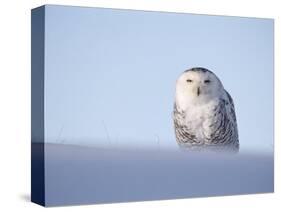 Female Snowy Owl Against Sky, Scotland, UK-Niall Benvie-Stretched Canvas