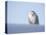 Female Snowy Owl Against Sky, Scotland, UK-Niall Benvie-Stretched Canvas