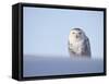 Female Snowy Owl Against Sky, Scotland, UK-Niall Benvie-Framed Stretched Canvas