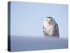 Female Snowy Owl Against Sky, Scotland, UK-Niall Benvie-Stretched Canvas