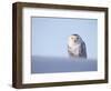 Female Snowy Owl Against Sky, Scotland, UK-Niall Benvie-Framed Premium Photographic Print