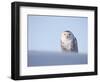 Female Snowy Owl Against Sky, Scotland, UK-Niall Benvie-Framed Premium Photographic Print