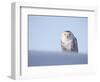 Female Snowy Owl Against Sky, Scotland, UK-Niall Benvie-Framed Premium Photographic Print