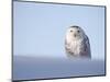 Female Snowy Owl Against Sky, Scotland, UK-Niall Benvie-Mounted Premium Photographic Print