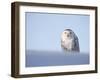 Female Snowy Owl Against Sky, Scotland, UK-Niall Benvie-Framed Photographic Print