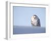 Female Snowy Owl Against Sky, Scotland, UK-Niall Benvie-Framed Photographic Print