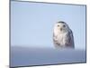 Female Snowy Owl Against Sky, Scotland, UK-Niall Benvie-Mounted Photographic Print