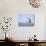 Female Snowy Owl Against Sky, Scotland, UK-Niall Benvie-Photographic Print displayed on a wall