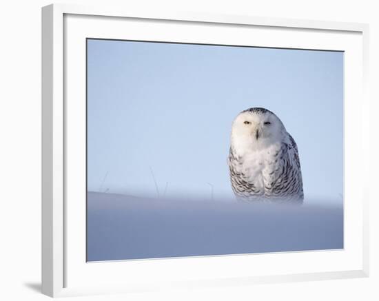 Female Snowy Owl Against Sky, Scotland, UK-Niall Benvie-Framed Photographic Print