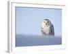 Female Snowy Owl Against Sky, Scotland, UK-Niall Benvie-Framed Photographic Print