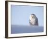 Female Snowy Owl Against Sky, Scotland, UK-Niall Benvie-Framed Photographic Print