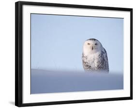 Female Snowy Owl Against Sky, Scotland, UK-Niall Benvie-Framed Photographic Print