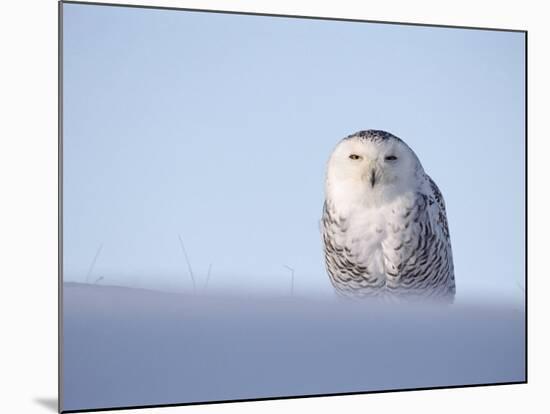 Female Snowy Owl Against Sky, Scotland, UK-Niall Benvie-Mounted Photographic Print