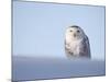 Female Snowy Owl Against Sky, Scotland, UK-Niall Benvie-Mounted Photographic Print