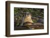 Female Southern Elephant Seal (Mirounga Leonina), in Gold Harbor, South Georgia-Michael Nolan-Framed Photographic Print