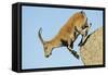 Female Spanish - Iberian Ibex (Capra Pyrenaica) Jumping from Rock, Gredos Mountains, Spain-Widstrand-Framed Stretched Canvas