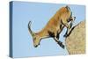 Female Spanish - Iberian Ibex (Capra Pyrenaica) Jumping from Rock, Gredos Mountains, Spain-Widstrand-Stretched Canvas