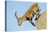 Female Spanish - Iberian Ibex (Capra Pyrenaica) Jumping from Rock, Gredos Mountains, Spain-Widstrand-Stretched Canvas