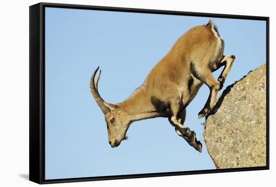 Female Spanish - Iberian Ibex (Capra Pyrenaica) Jumping from Rock, Gredos Mountains, Spain-Widstrand-Framed Stretched Canvas