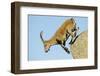 Female Spanish - Iberian Ibex (Capra Pyrenaica) Jumping from Rock, Gredos Mountains, Spain-Widstrand-Framed Premium Photographic Print