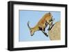 Female Spanish - Iberian Ibex (Capra Pyrenaica) Jumping from Rock, Gredos Mountains, Spain-Widstrand-Framed Premium Photographic Print