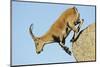 Female Spanish - Iberian Ibex (Capra Pyrenaica) Jumping from Rock, Gredos Mountains, Spain-Widstrand-Mounted Premium Photographic Print