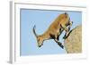 Female Spanish - Iberian Ibex (Capra Pyrenaica) Jumping from Rock, Gredos Mountains, Spain-Widstrand-Framed Photographic Print