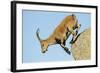 Female Spanish - Iberian Ibex (Capra Pyrenaica) Jumping from Rock, Gredos Mountains, Spain-Widstrand-Framed Photographic Print