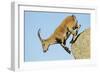 Female Spanish - Iberian Ibex (Capra Pyrenaica) Jumping from Rock, Gredos Mountains, Spain-Widstrand-Framed Photographic Print