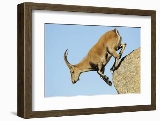 Female Spanish - Iberian Ibex (Capra Pyrenaica) Jumping from Rock, Gredos Mountains, Spain-Widstrand-Framed Photographic Print