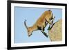 Female Spanish - Iberian Ibex (Capra Pyrenaica) Jumping from Rock, Gredos Mountains, Spain-Widstrand-Framed Photographic Print