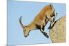 Female Spanish - Iberian Ibex (Capra Pyrenaica) Jumping from Rock, Gredos Mountains, Spain-Widstrand-Mounted Photographic Print