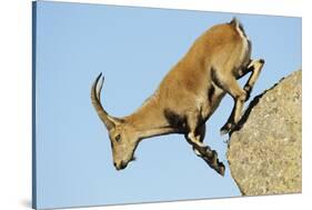 Female Spanish - Iberian Ibex (Capra Pyrenaica) Jumping from Rock, Gredos Mountains, Spain-Widstrand-Stretched Canvas