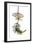 Female Spanish Luna (Graellsia Isabellina) on Twig, Queyras Natural Park, France, May-Benvie-Framed Photographic Print