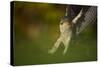 Female Sparrowhawk (Accipiter Nisus) Landing on a Collared Dove Kill in a Garden, Derbyshire, UK-Andrew Parkinson-Stretched Canvas