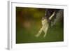 Female Sparrowhawk (Accipiter Nisus) Landing on a Collared Dove Kill in a Garden, Derbyshire, UK-Andrew Parkinson-Framed Photographic Print