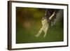 Female Sparrowhawk (Accipiter Nisus) Landing on a Collared Dove Kill in a Garden, Derbyshire, UK-Andrew Parkinson-Framed Photographic Print