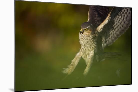 Female Sparrowhawk (Accipiter Nisus) Landing on a Collared Dove Kill in a Garden, Derbyshire, UK-Andrew Parkinson-Mounted Photographic Print