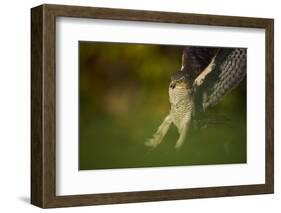 Female Sparrowhawk (Accipiter Nisus) Landing on a Collared Dove Kill in a Garden, Derbyshire, UK-Andrew Parkinson-Framed Photographic Print