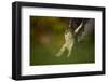 Female Sparrowhawk (Accipiter Nisus) Landing on a Collared Dove Kill in a Garden, Derbyshire, UK-Andrew Parkinson-Framed Photographic Print