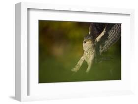 Female Sparrowhawk (Accipiter Nisus) Landing on a Collared Dove Kill in a Garden, Derbyshire, UK-Andrew Parkinson-Framed Photographic Print