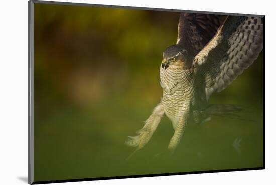 Female Sparrowhawk (Accipiter Nisus) Landing on a Collared Dove Kill in a Garden, Derbyshire, UK-Andrew Parkinson-Mounted Photographic Print